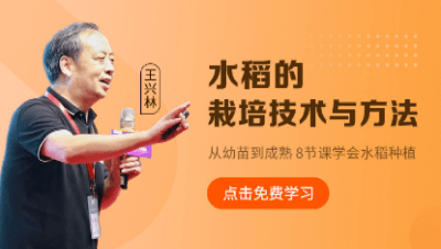 水稻的栽培技术与方法